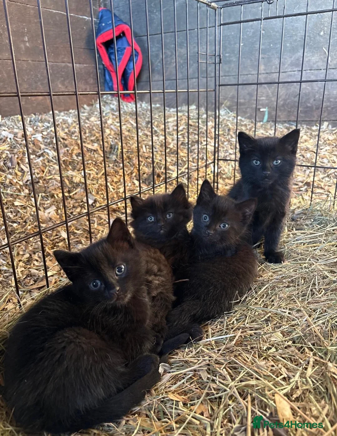 Mixed Breed cats for sale: Perfect farm cats in Peterborough - Advert 3