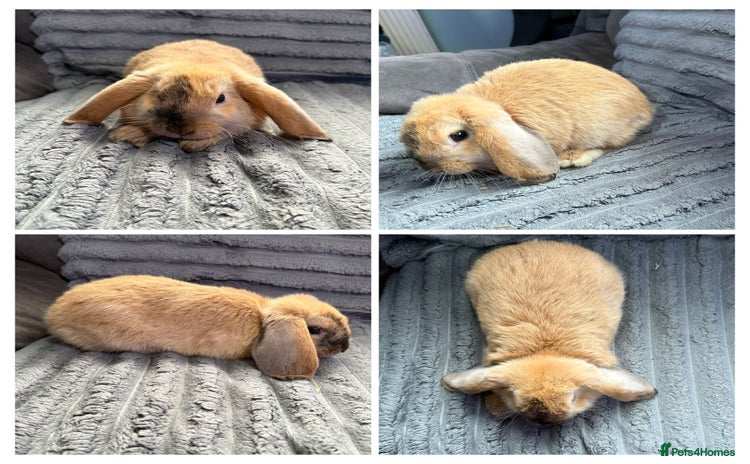 Mini Lop rabbits - Advert 4