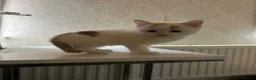 Mixed Breed cats for sale: Two kittens ready to go  - Advert 6