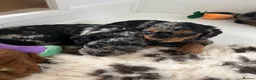 Cavapoo dogs for sale: Cavapoo F1BB puppies  in Grimsby - Advert 35