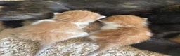 Mixed Breed cats for sale: 6 beautiful kittens - Advert 10
