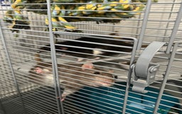 Rat rodents for sale: Two 6 months old male rats - Image 2