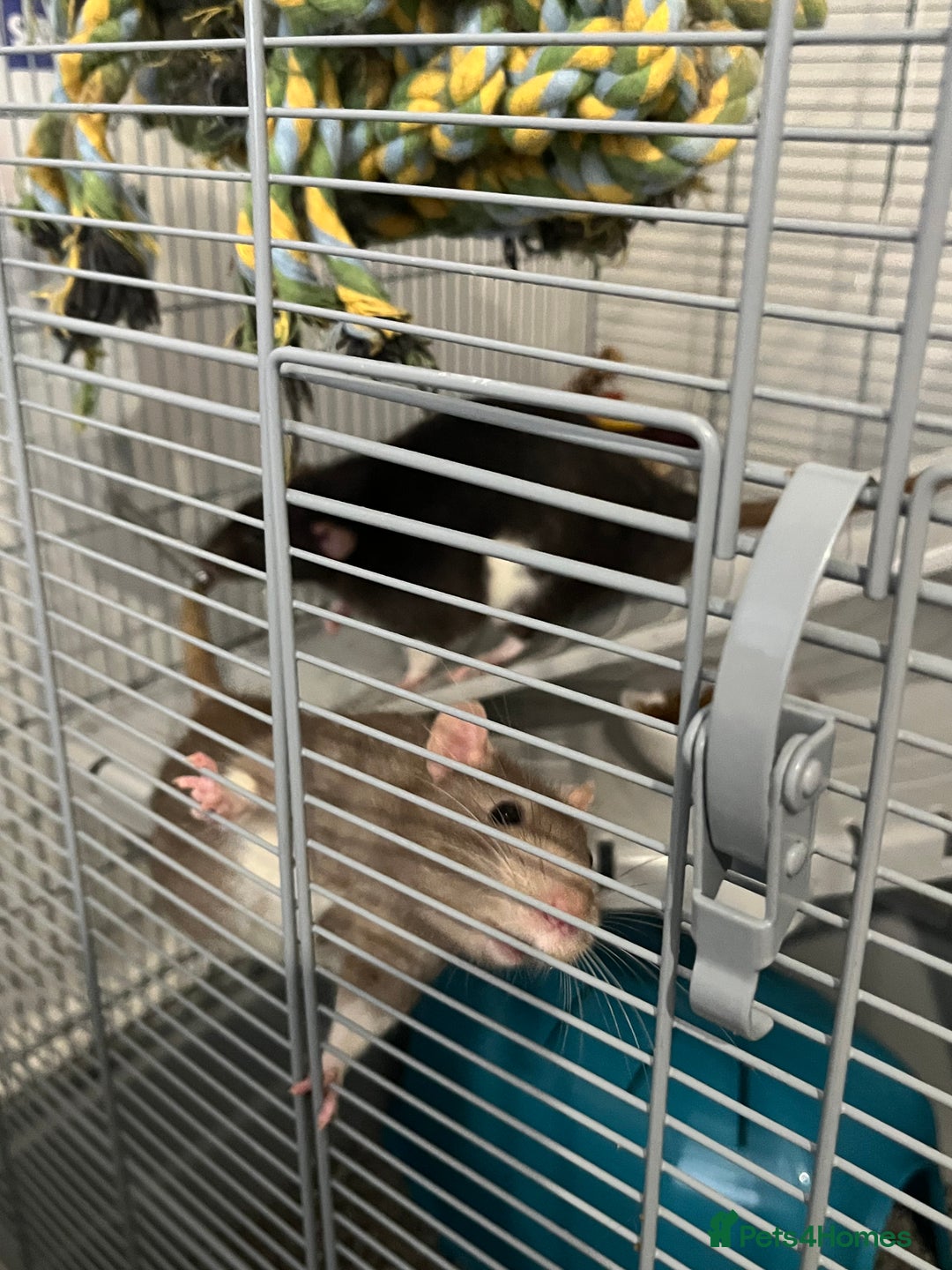Rat rodents for sale: Two 6 months old male rats - Image 2