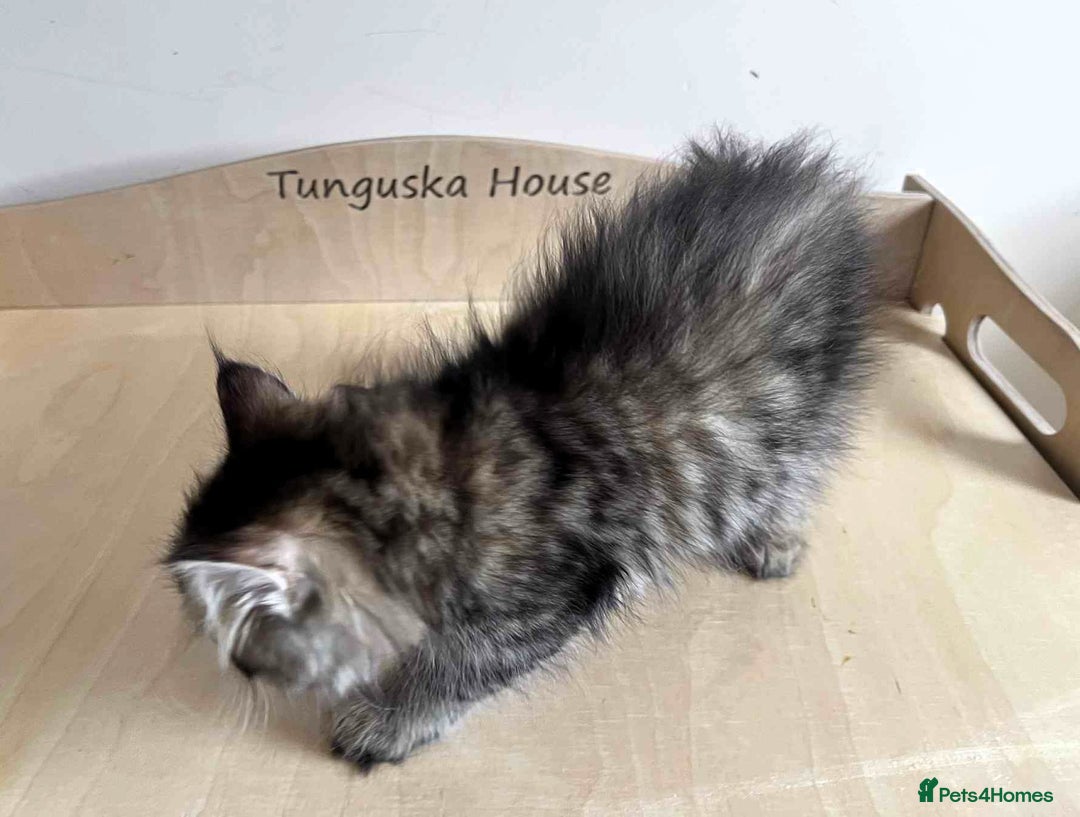 Siberian cats for sale: Beautiful purebred Siberian kittens-Hypoallergenic - Image 32