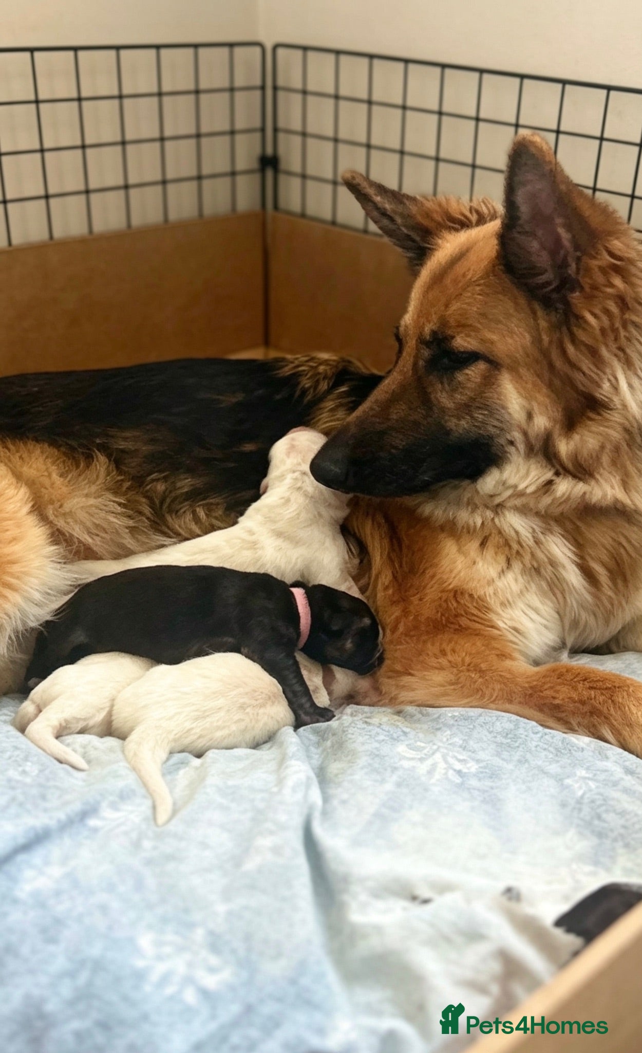 German Shepherd dogs KC-registered, long-coated, German Shepherd pups - Advert 2