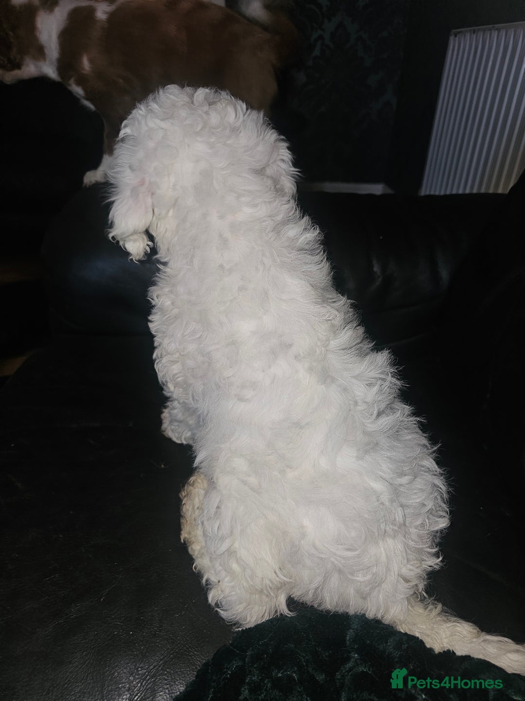Cockapoo dogs for sale: Ready now! White female cockapoo puppy! - Advert 22