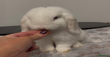 Mini Lop rabbits - Advert 7