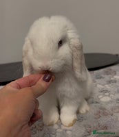 Mini Lop rabbits - Advert 1