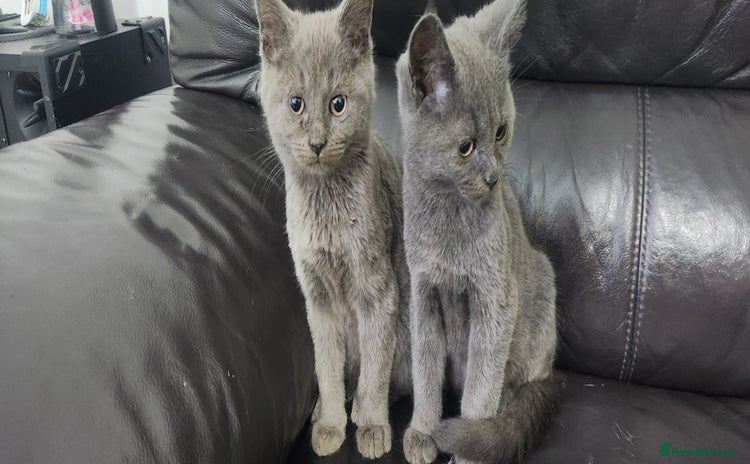 Russian Blue cats - Advert 1