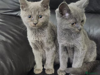 Russian Blue cats - Advert 1