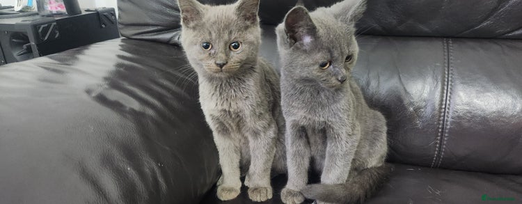 Russian Blue cats - Advert 1