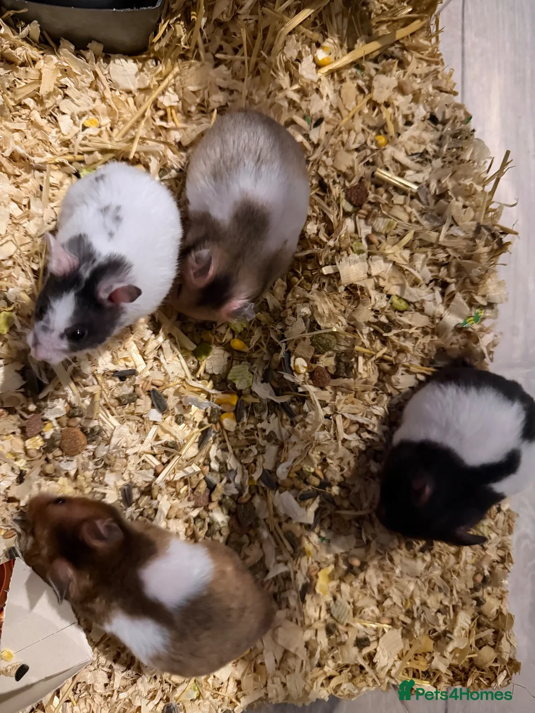 Hamster rodents for sale: Syrian Hamster’s in Manchester - Advert 1