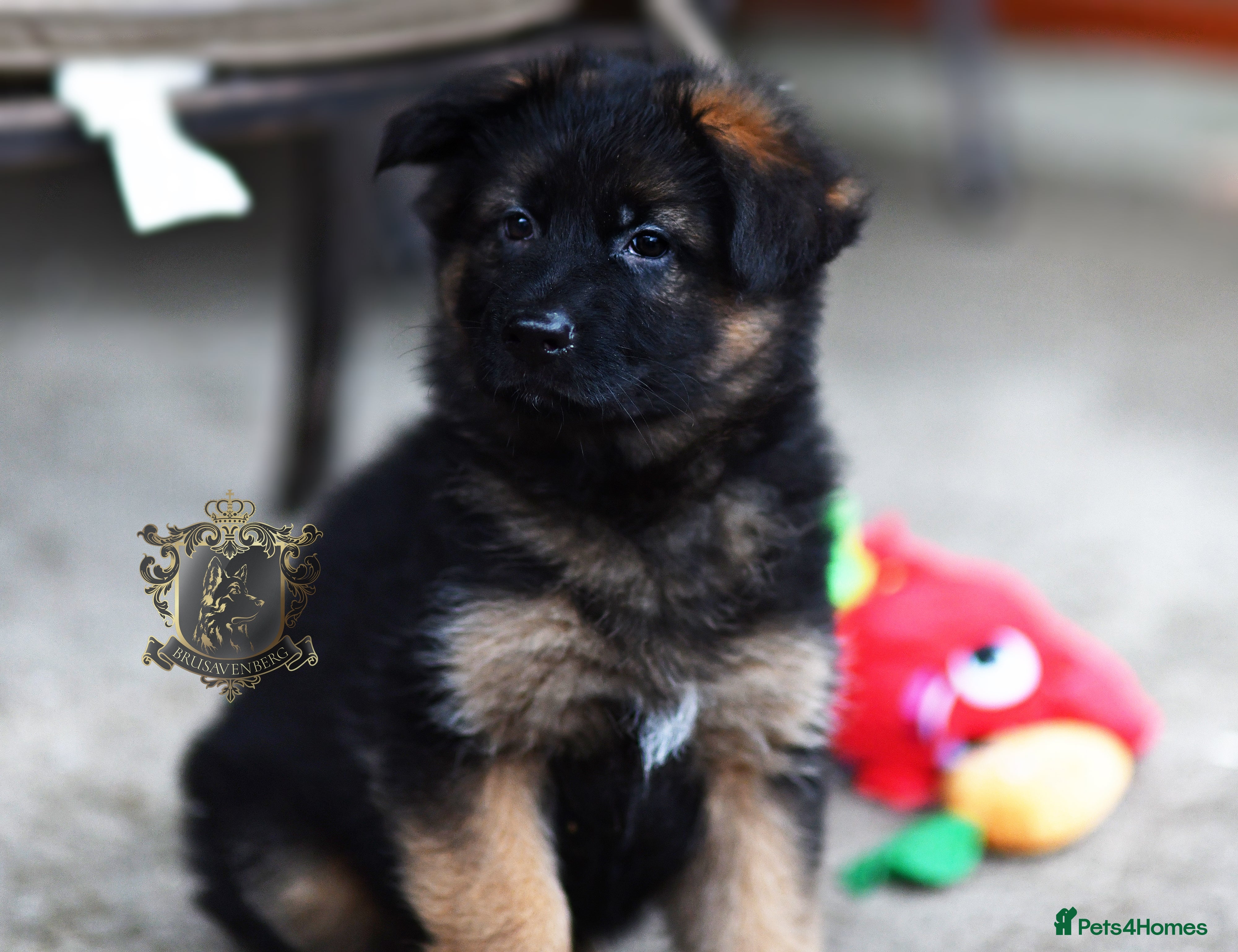 German Shepherd dogs LONGHAIRED GSD FEMALE PUPPIES - Advert 8