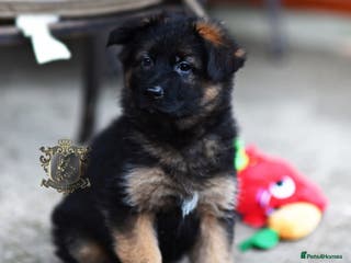German Shepherd dogs LONGHAIRED GSD FEMALE PUPPIES - Advert 1