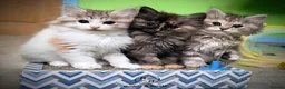 Kurilian Bobtail cats for sale: *RARE*Stunning Kurilian bobtail kittens available  - Advert 1