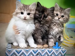 Kurilian Bobtail cats *RARE*Stunning Kurilian bobtail kittens available - Advert 11