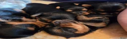 Yorkshire Terrier dogs for sale: Cute Yorkshire Terrier Babies 1 Boy 1 Girl - Advert 9