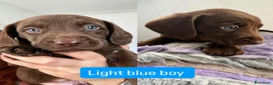 Labradoodle light blue 
