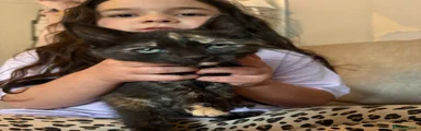 Mixed Breed Kitten 3