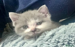 British Shorthair cats for sale: Gorgeous 2 female grey kittens for sale - Image 1
