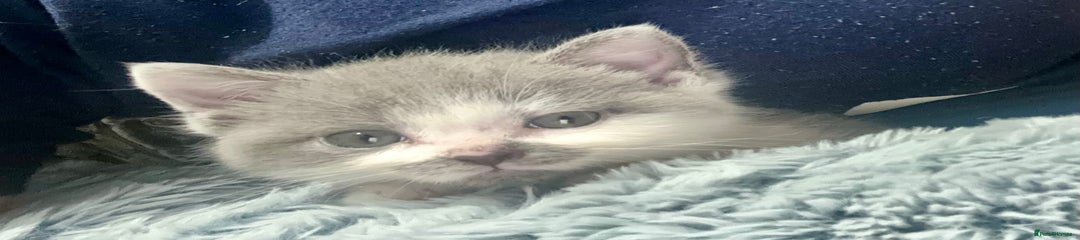 British Shorthair Kitten 2