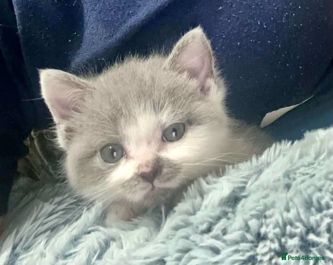 British Shorthair cats for sale: Gorgeous 2 female grey kittens for sale - Image 1