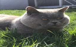 British Shorthair cats for stud: BIG BLUE BEAUTIFUL STUD GCCF AND TICA REGISTERED  in Derby - Image 11