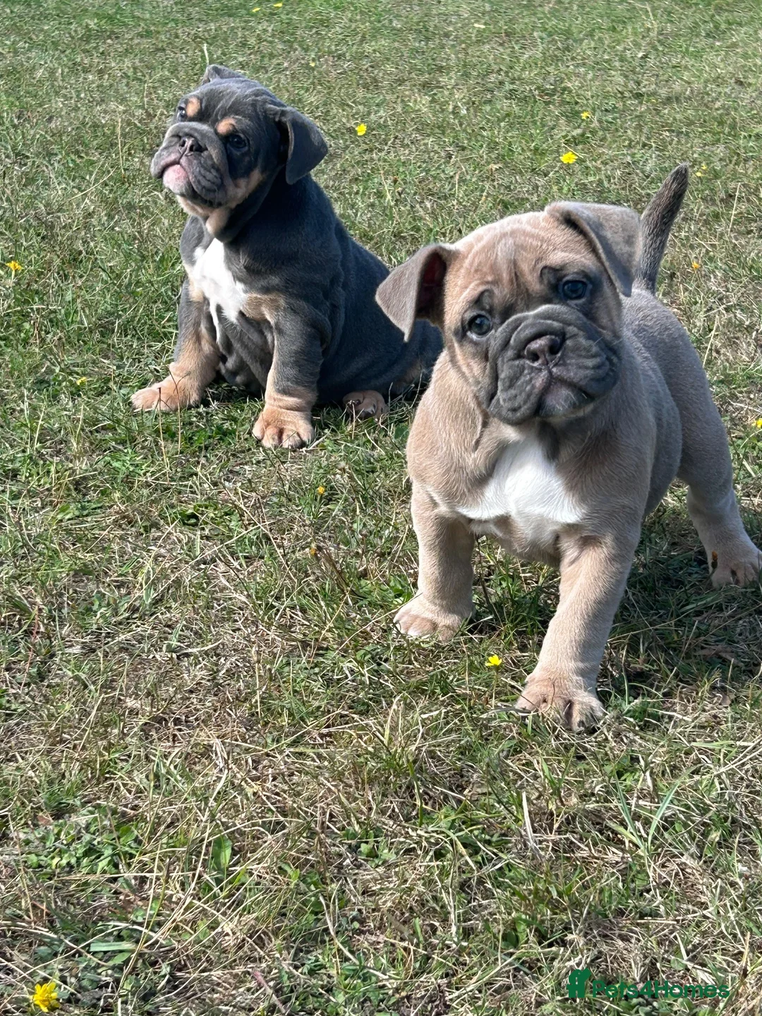 Olde English Bulldogge dogs for sale: Olde English bulldoggie  puppy’s 🎀 - Advert 2
