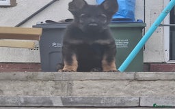 German Shepherd dogs for sale: KC Papered 7 week GSD - Image 3