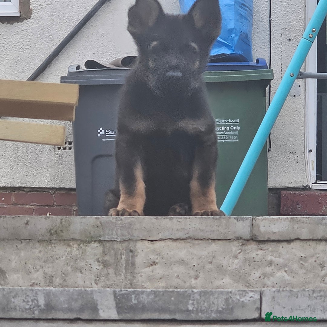 German Shepherd dogs for sale: KC Papered 7 week GSD - Image 3
