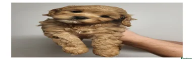 Cavapoochon Fox Brown