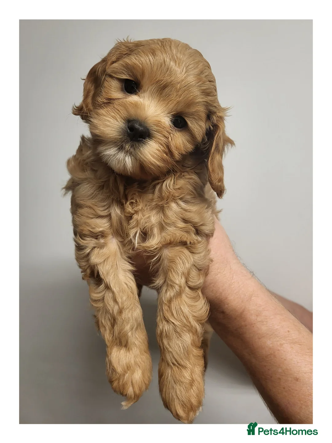 Mixed Breed dogs for sale: Beautiful Home-Reared Cavapoochon Puppies in Swansea - Advert 6