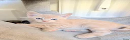 Mixed Breed cats for sale: 🐈Ginger Kitten Looking for a Loving Home! 🧡 - Advert 4