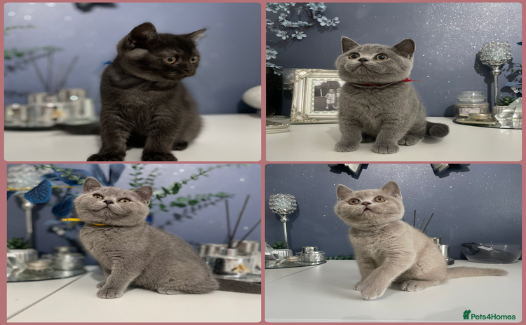 British Shorthair cats - Advert 13