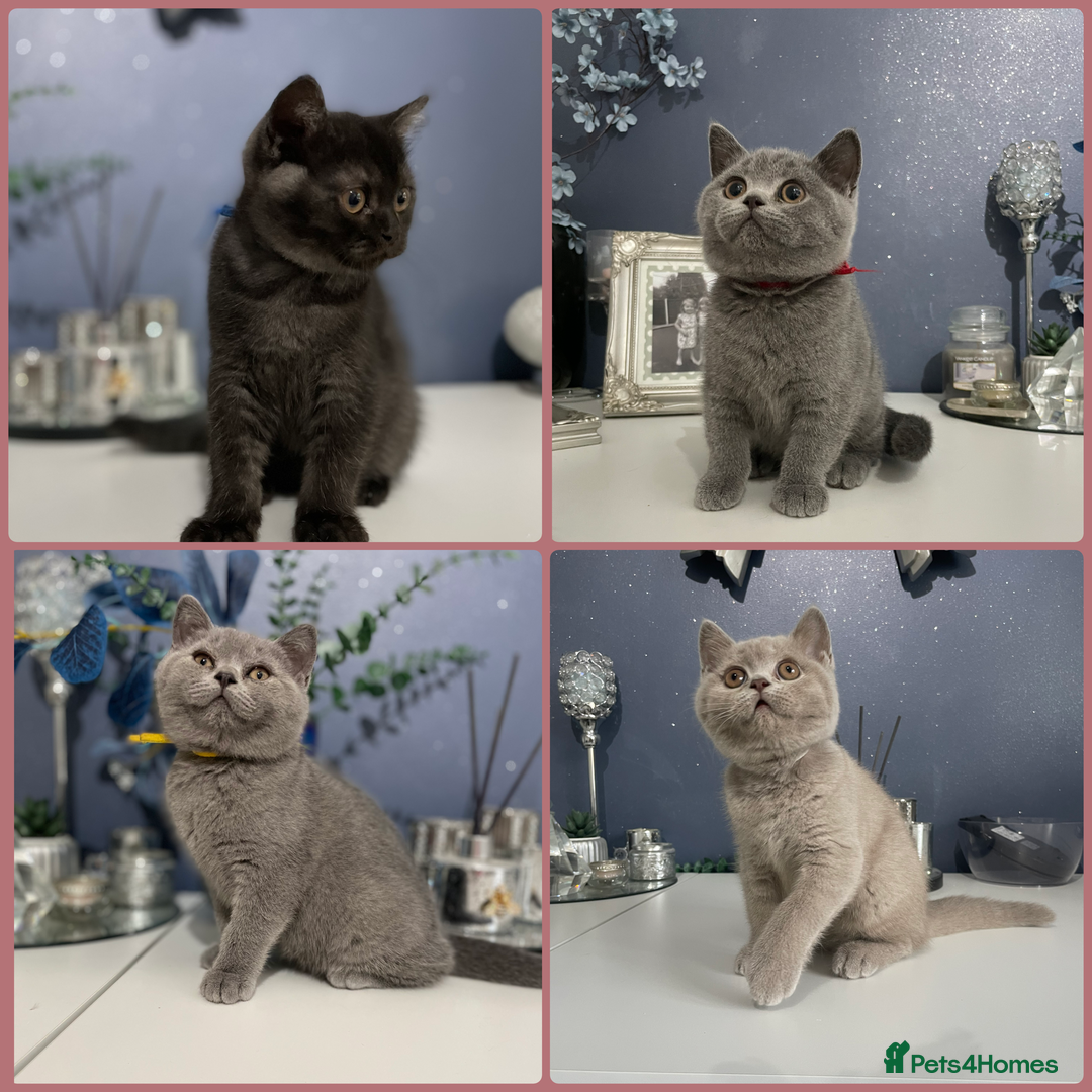 British Shorthair cats for sale: 🔥 READY NOW BRITISH SHORTHAIR KITTENS  - Image 3