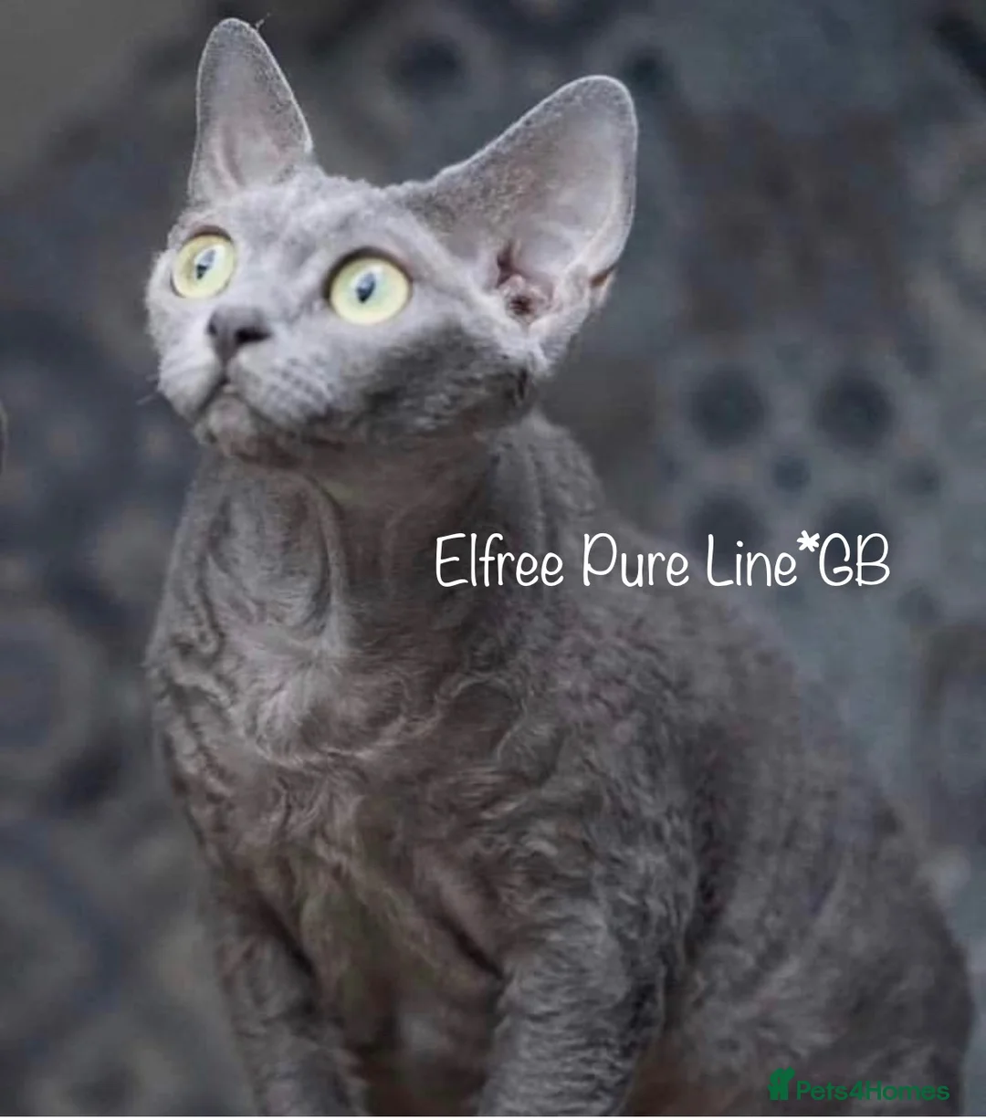 Devon Rex cats for sale: Blue Devon Rex male kitten  - Advert 2