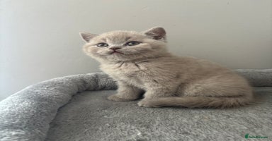 British Shorthair cats - Advert 7