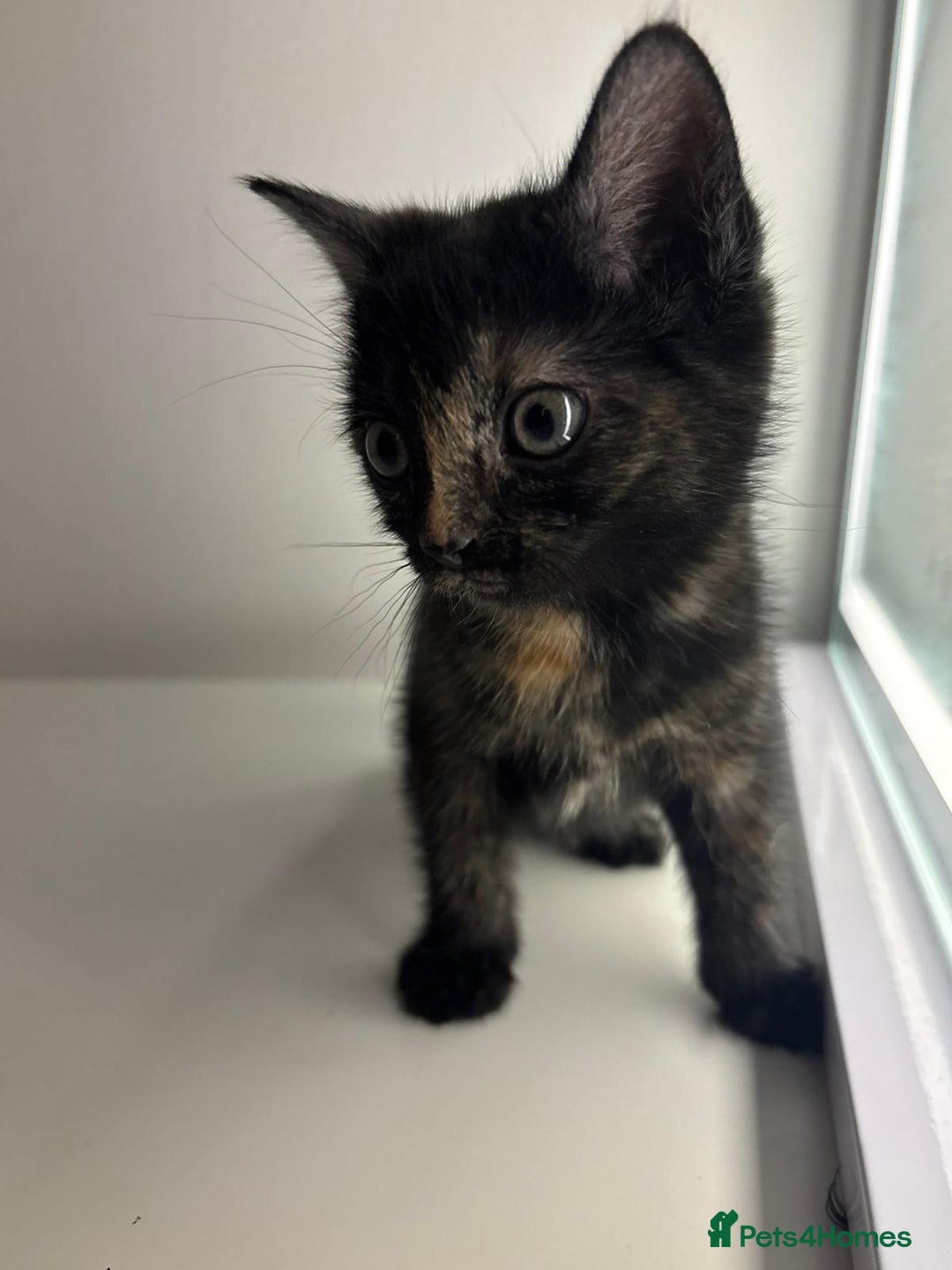 Mixed Breed cats for sale: Kittens for sale - Advert 9