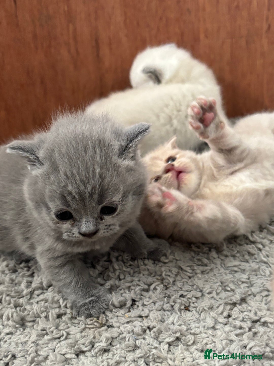 British Shorthair cats for sale: Beautiful British short hairs  - Image 6