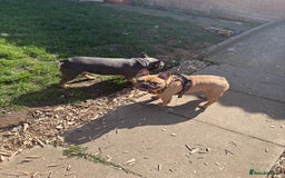 French Bulldog dogs for sale: Liddie  - Image 1