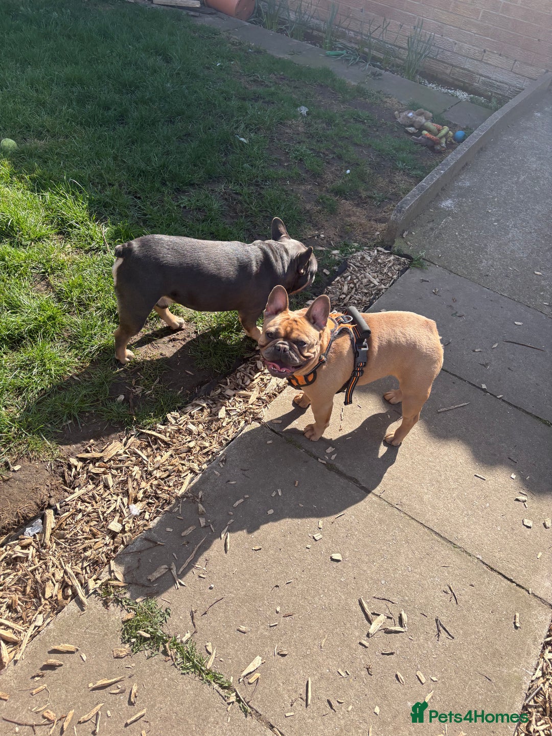 French Bulldog dogs for sale: Liddie  - Image 1