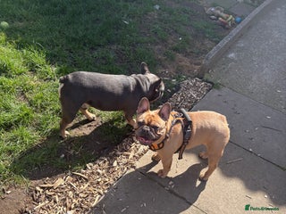 French Bulldog dogs - Advert 33