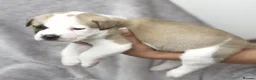 Mixed Breed dogs for sale: F1 American Bulldog x American Akita Puppies in London - Advert 8