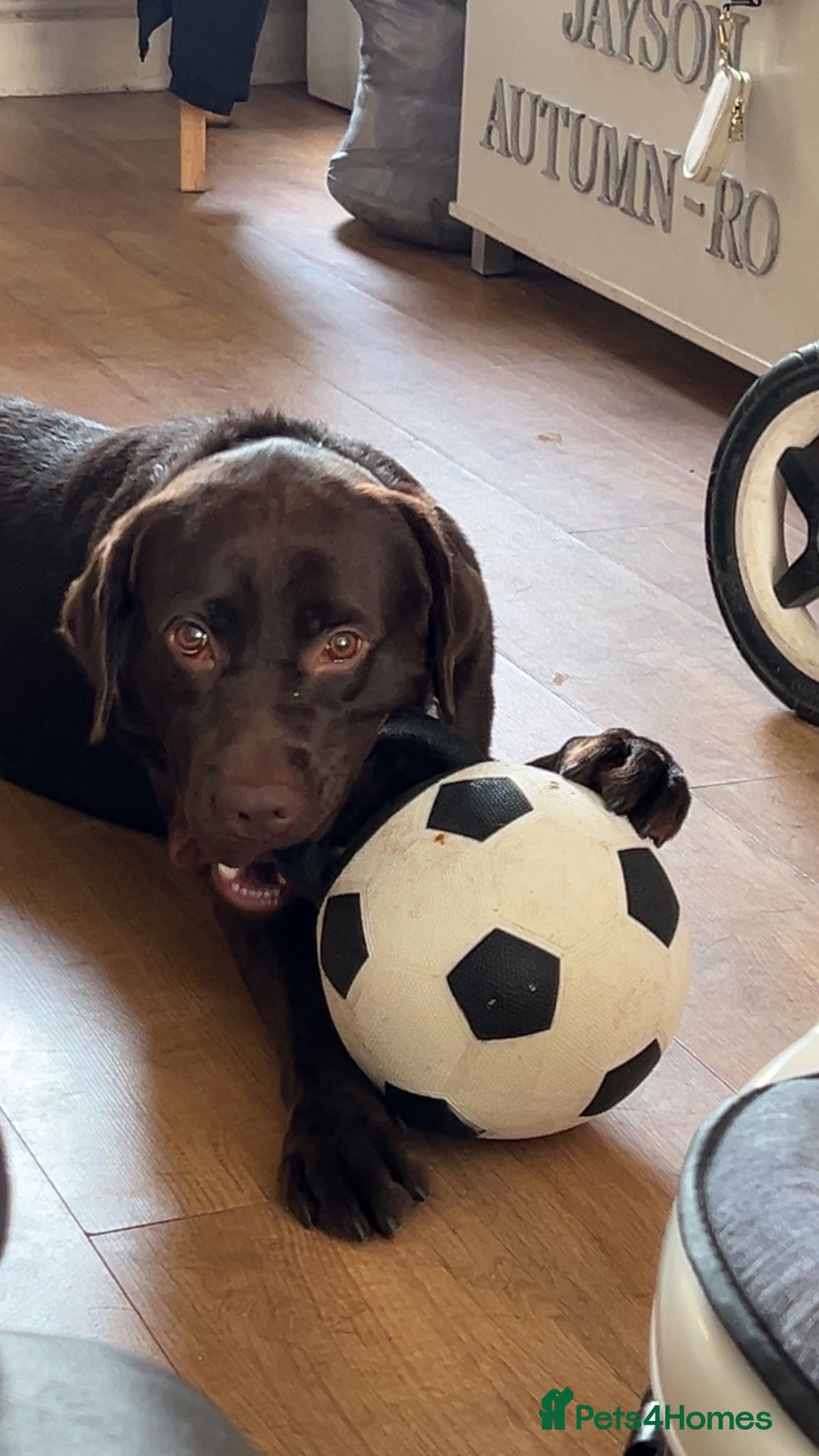 Labrador Retriever dogs Male chocolate lab for STUD - Advert 1