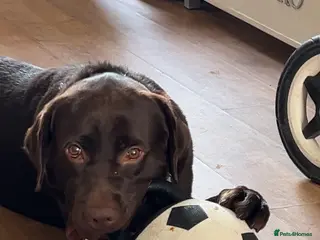 Labrador Retriever dogs Male chocolate lab for STUD - Advert 6