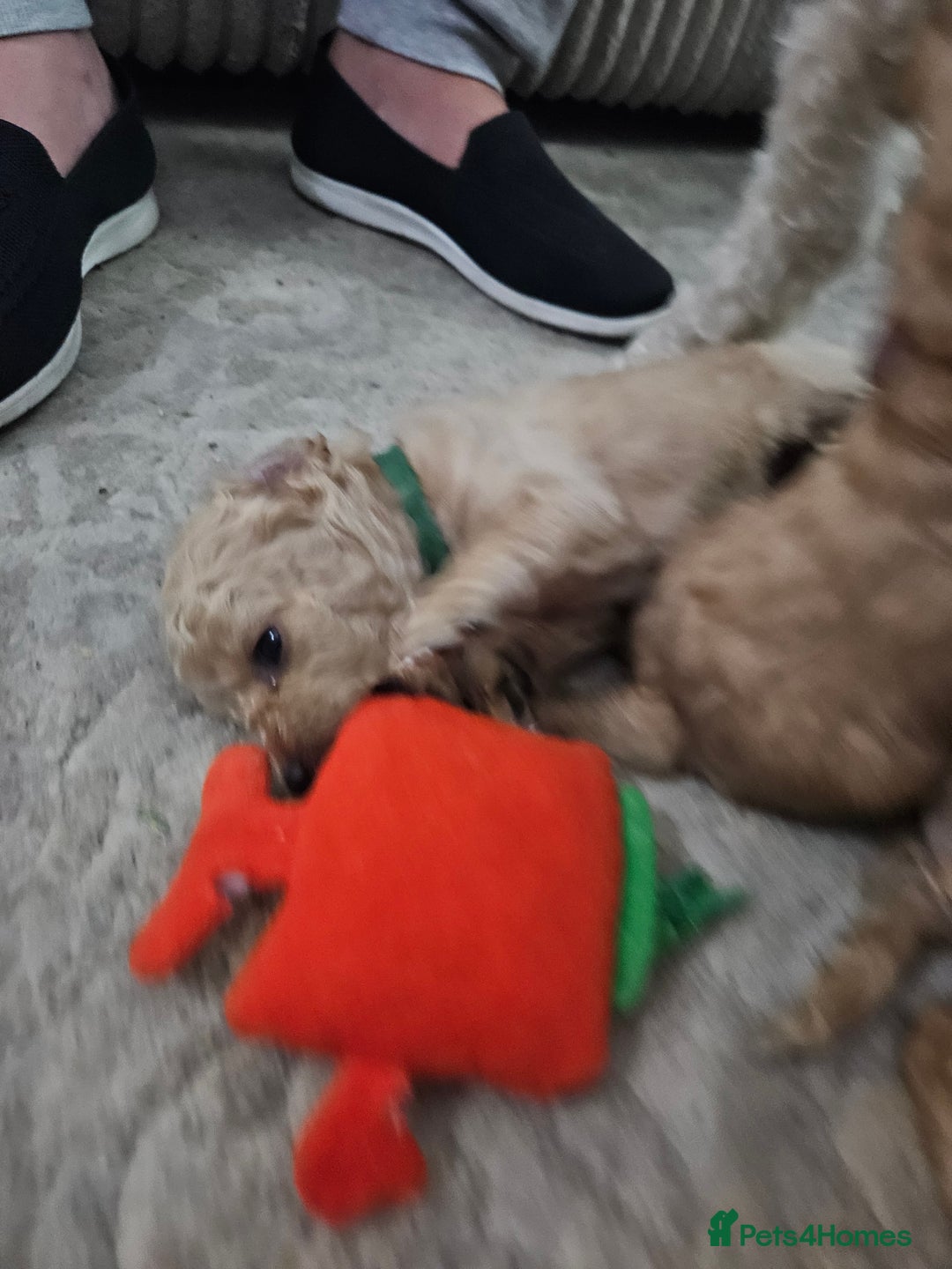 Cavapoo dogs for sale: Cavapoo Puppies  - Image 28