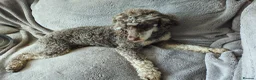 Cockapoo dogs for sale: Cockapoo F2 - Advert 36