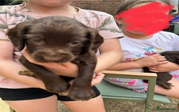 Sprocker dogs for sale: Sprocker Spaniel Puppies - Image 9
