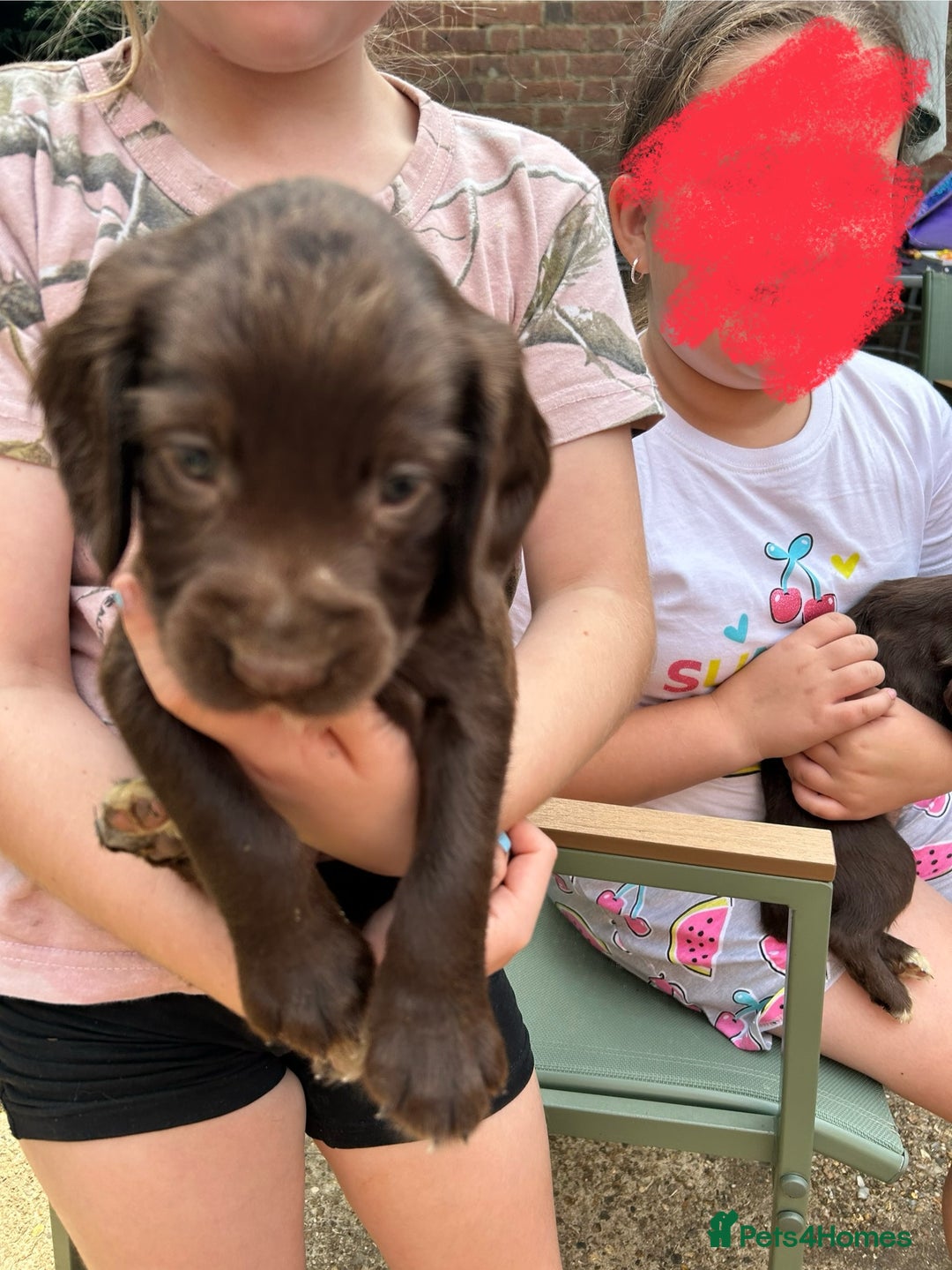 Sprocker dogs for sale: Sprocker Spaniel Puppies - Image 9