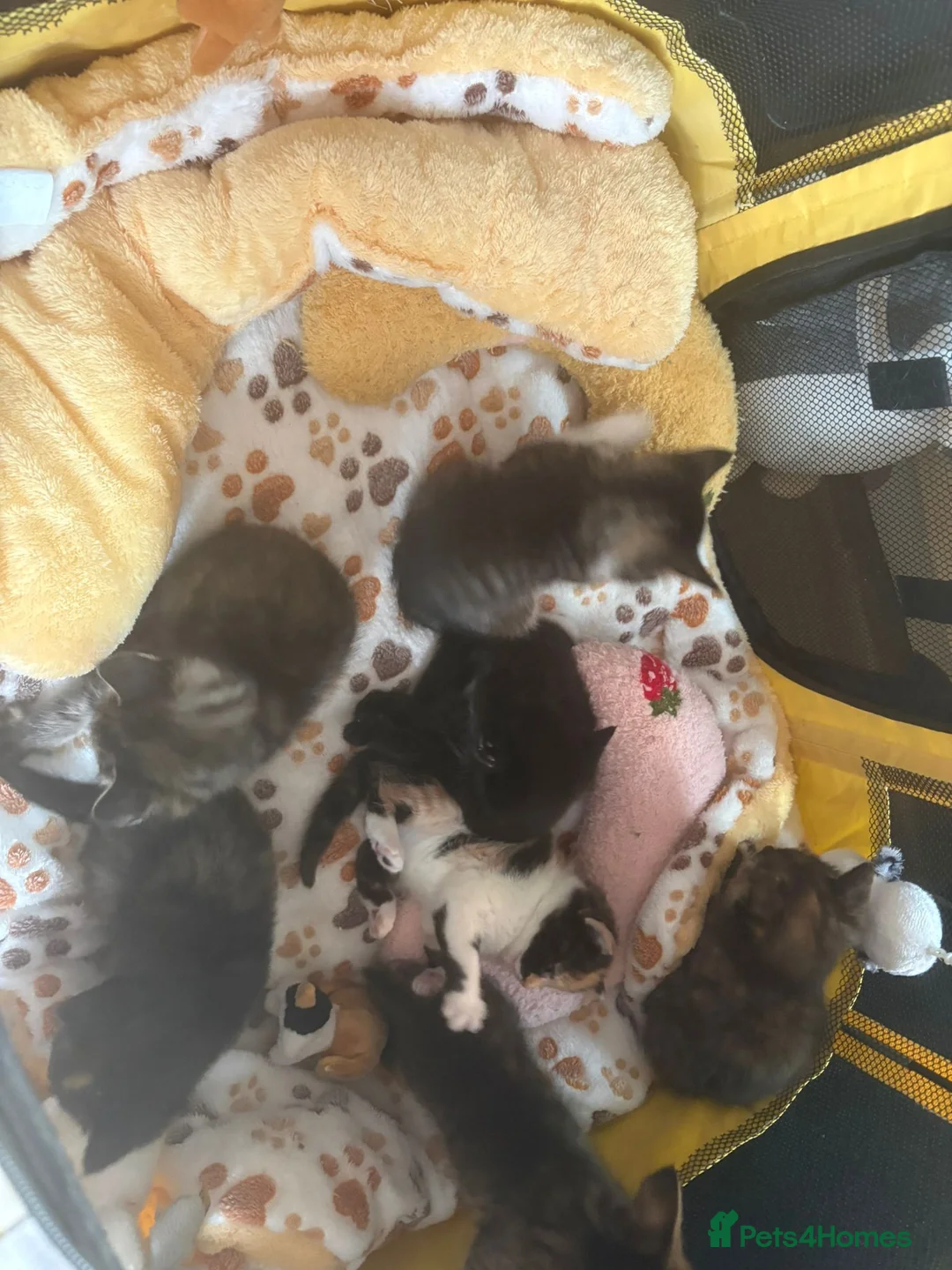 Mixed Breed cats for sale: Kittens - Advert 3